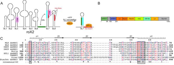https://cdn.ncbi.nlm.nih.gov/pmc/blobs/c1b6/6486548/1cbb920a6f65/gkz125fig1.jpg