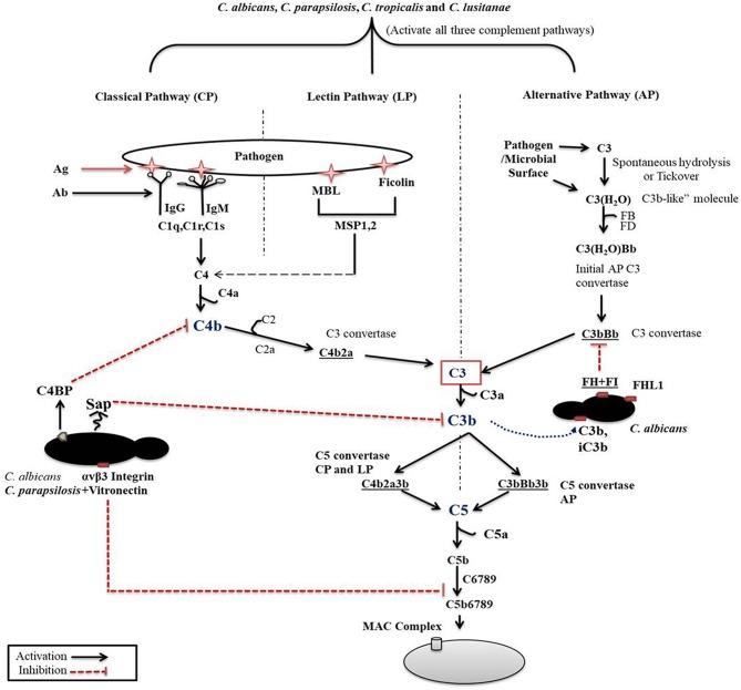 https://cdn.ncbi.nlm.nih.gov/pmc/blobs/c1b6/7082757/8b9defb76408/fcimb-10-00094-g0001.jpg