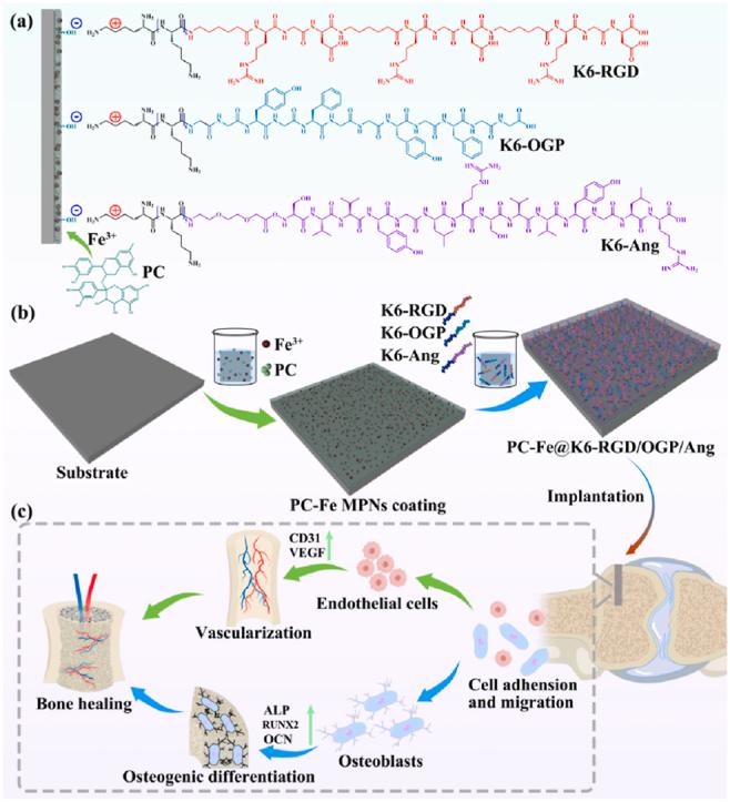 https://cdn.ncbi.nlm.nih.gov/pmc/blobs/c1b8/12047590/9115799363fa/ga1.jpg