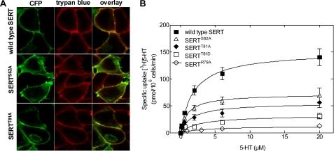 https://cdn.ncbi.nlm.nih.gov/pmc/blobs/c1b9/2856298/5c9da8d2271f/zbc0181011230001.jpg