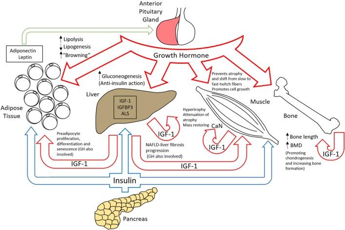 https://cdn.ncbi.nlm.nih.gov/pmc/blobs/c1b9/5816795/0c4fce09addf/fendo-09-00035-g006.jpg