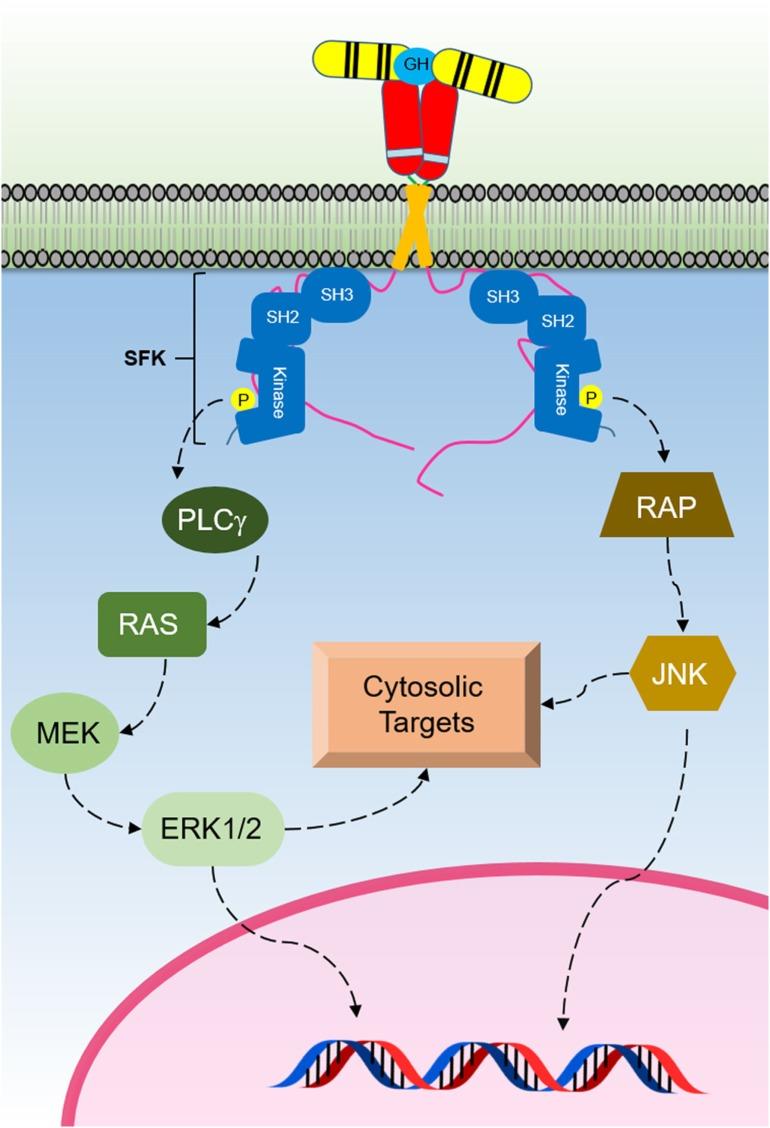 https://cdn.ncbi.nlm.nih.gov/pmc/blobs/c1b9/5816795/626e643f75d5/fendo-09-00035-g004.jpg