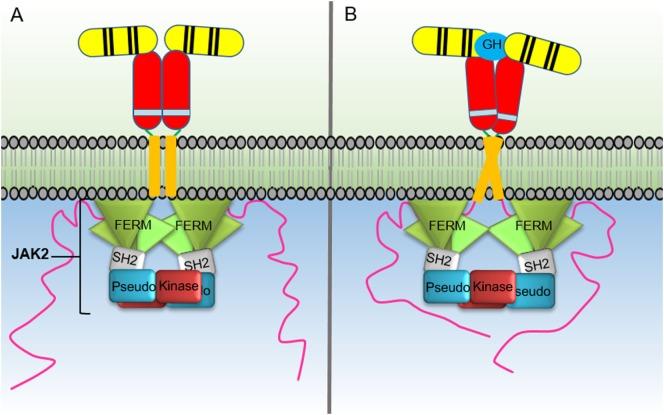 https://cdn.ncbi.nlm.nih.gov/pmc/blobs/c1b9/5816795/b2aaccbafeed/fendo-09-00035-g002.jpg
