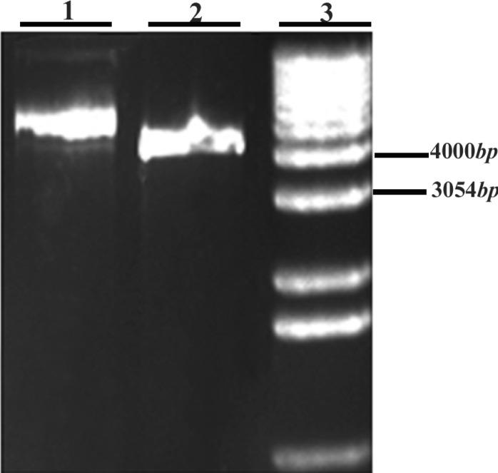https://cdn.ncbi.nlm.nih.gov/pmc/blobs/c1bc/3719329/b14c300b3493/JRI-10-193-g004.jpg