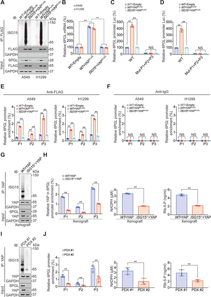 https://cdn.ncbi.nlm.nih.gov/pmc/blobs/c1be/8837792/3f58514ac700/41420_2022_842_Fig6_HTML.jpg