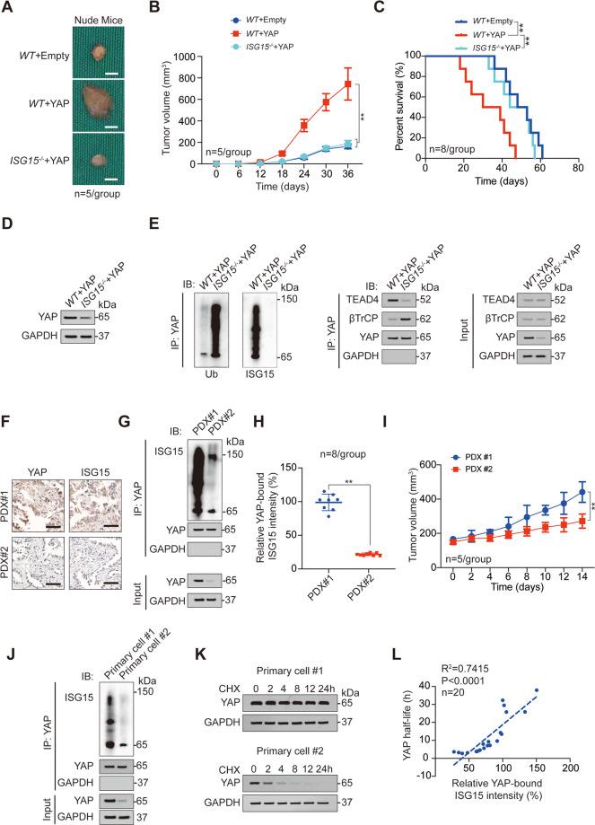 https://cdn.ncbi.nlm.nih.gov/pmc/blobs/c1be/8837792/55189c8ea462/41420_2022_842_Fig3_HTML.jpg