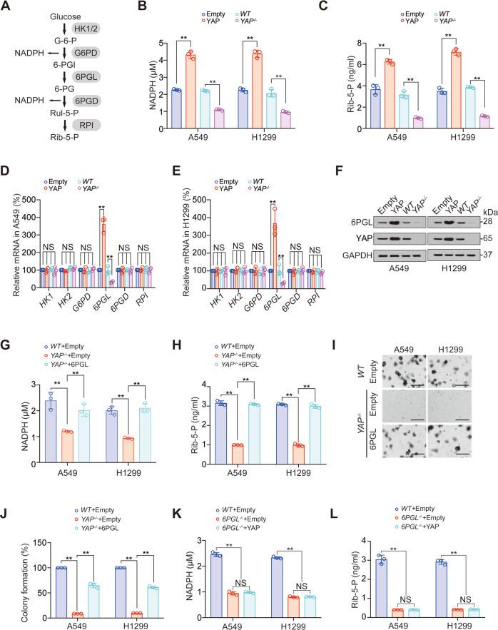 https://cdn.ncbi.nlm.nih.gov/pmc/blobs/c1be/8837792/9db002b52a7e/41420_2022_842_Fig4_HTML.jpg