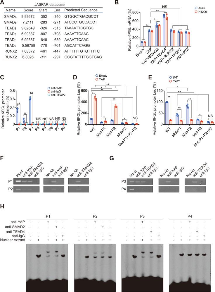 https://cdn.ncbi.nlm.nih.gov/pmc/blobs/c1be/8837792/d2cd57858d0f/41420_2022_842_Fig5_HTML.jpg