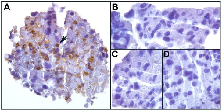 https://cdn.ncbi.nlm.nih.gov/pmc/blobs/c1bf/3694119/93e343dfde0e/pone.0066731.g001.jpg