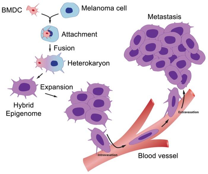 https://cdn.ncbi.nlm.nih.gov/pmc/blobs/c1bf/3694119/b6783ca4aa50/pone.0066731.g005.jpg