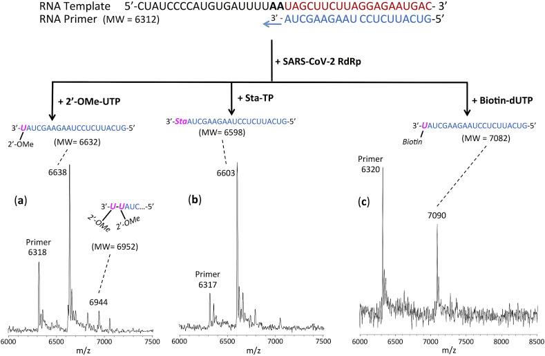 https://cdn.ncbi.nlm.nih.gov/pmc/blobs/c1c2/7299870/62085d4b5e7e/gr3_lrg.jpg