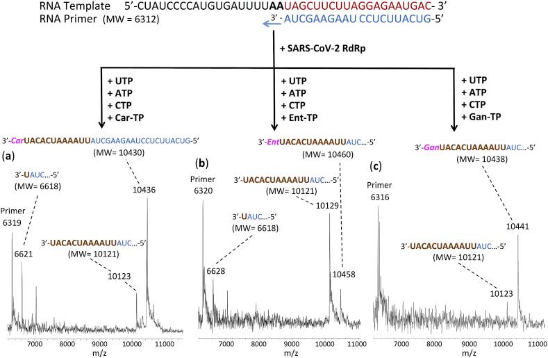 https://cdn.ncbi.nlm.nih.gov/pmc/blobs/c1c2/7299870/b8eaff8e7509/gr5_lrg.jpg