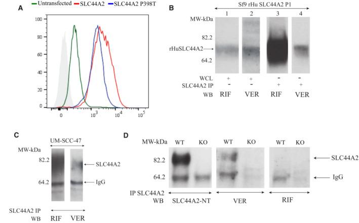 https://cdn.ncbi.nlm.nih.gov/pmc/blobs/c1c4/9994479/965f40a56af9/EMMM-15-e16320-g001.jpg