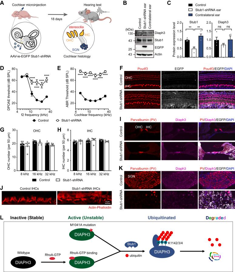 https://cdn.ncbi.nlm.nih.gov/pmc/blobs/c1c9/11736009/561030be0ad4/gr6.jpg