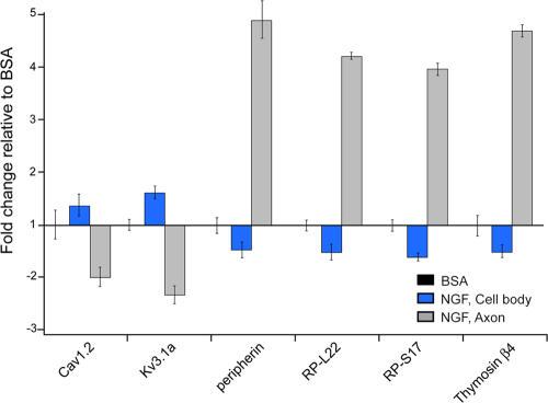 https://cdn.ncbi.nlm.nih.gov/pmc/blobs/c1cb/2064621/1c655f886dc0/jcb1780965f02.jpg