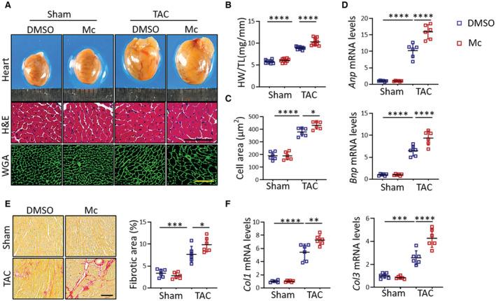 https://cdn.ncbi.nlm.nih.gov/pmc/blobs/c1cb/9750077/2507eadeaf1b/JAH3-11-e027004-g008.jpg