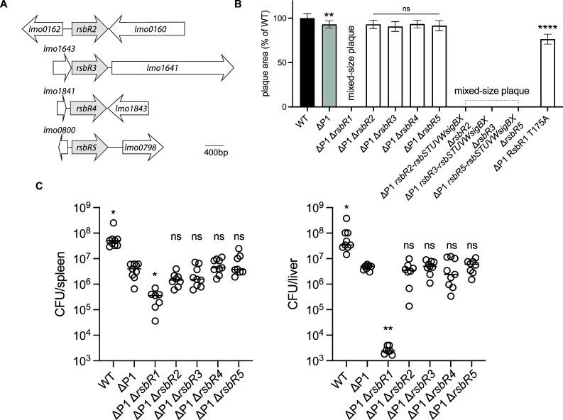 https://cdn.ncbi.nlm.nih.gov/pmc/blobs/c1cd/12153296/636af2d35fbe/mbio.00719-25.f006.jpg
