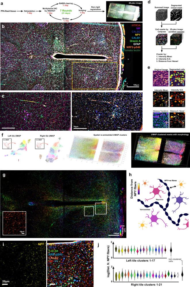 https://cdn.ncbi.nlm.nih.gov/pmc/blobs/c1d0/11685604/19bedefe4979/41467_2024_55248_Fig6_HTML.jpg