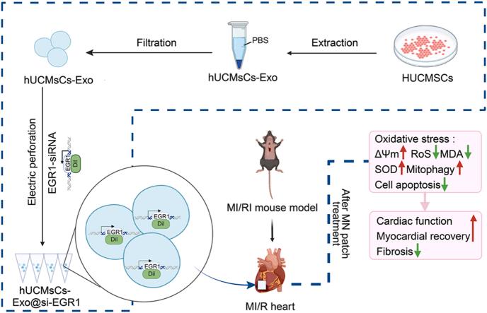 https://cdn.ncbi.nlm.nih.gov/pmc/blobs/c1d3/11815289/0240674d85b8/ga1.jpg