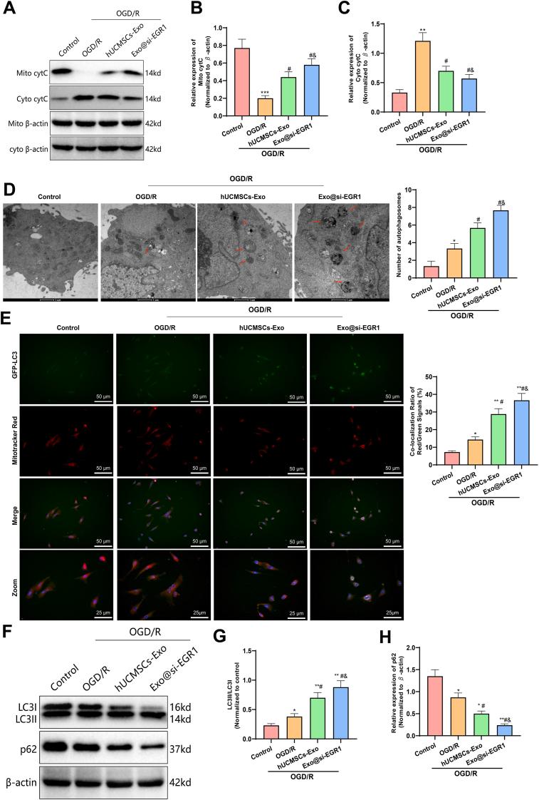 https://cdn.ncbi.nlm.nih.gov/pmc/blobs/c1d3/11815289/be99538c6527/gr3.jpg