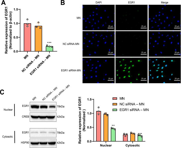 https://cdn.ncbi.nlm.nih.gov/pmc/blobs/c1d3/11815289/d99dc5579e40/mmcfigs3.jpg