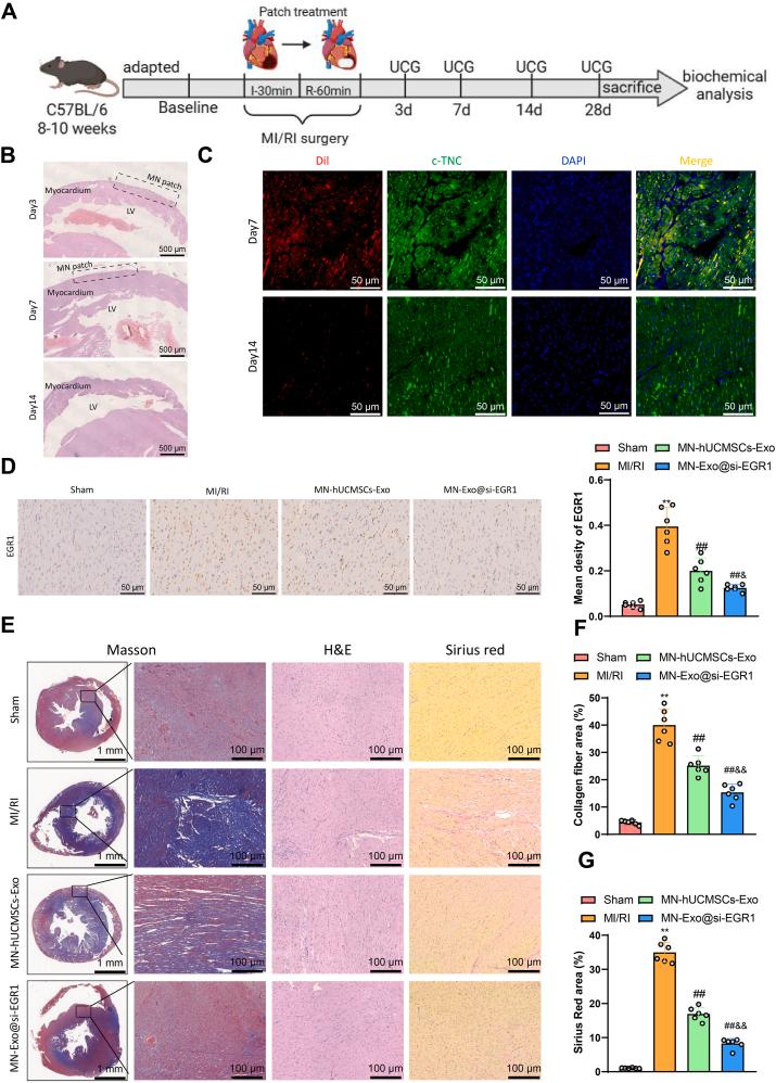 https://cdn.ncbi.nlm.nih.gov/pmc/blobs/c1d3/11815289/e88beb37ddfa/gr6.jpg