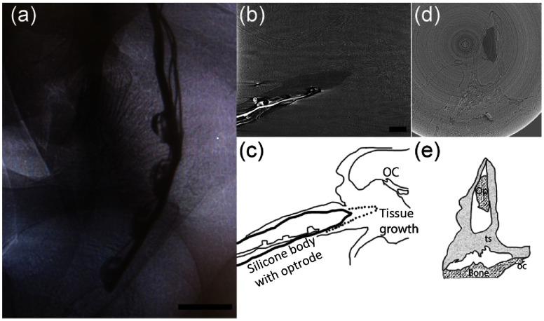 https://cdn.ncbi.nlm.nih.gov/pmc/blobs/c1db/6197865/829344a3c12a/NPh-005-045002-g007.jpg