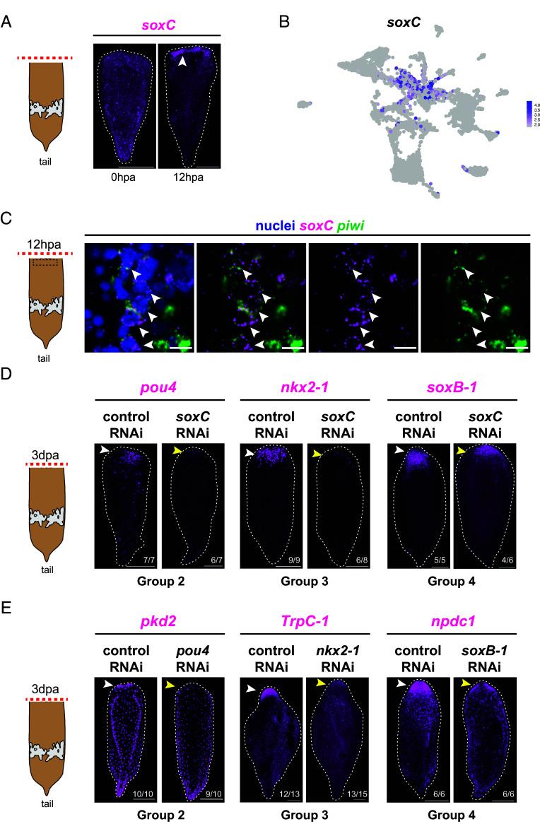 https://cdn.ncbi.nlm.nih.gov/pmc/blobs/c1df/11260127/54f28ad6f87f/pnas.2322864121fig04.jpg