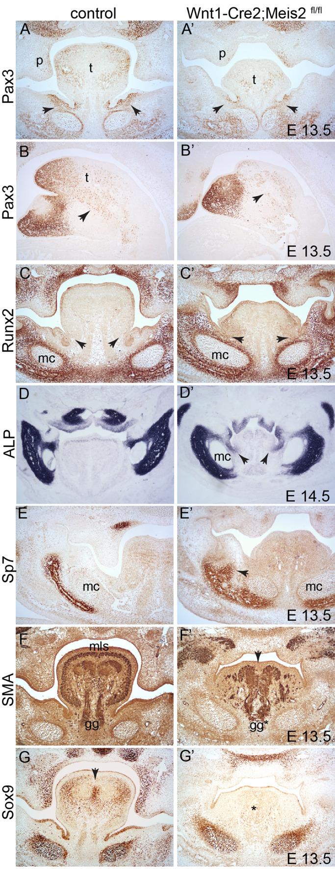 https://cdn.ncbi.nlm.nih.gov/pmc/blobs/c1e3/7331463/4c64b92dd399/biolopen-9-052043-g6.jpg