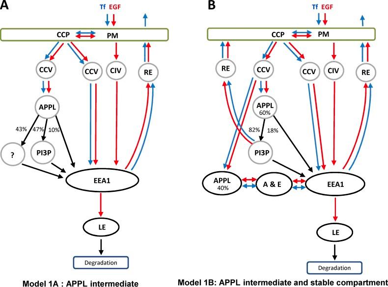 https://cdn.ncbi.nlm.nih.gov/pmc/blobs/c1e4/4602042/09933b3ff952/JCB_201311117_Fig1.jpg