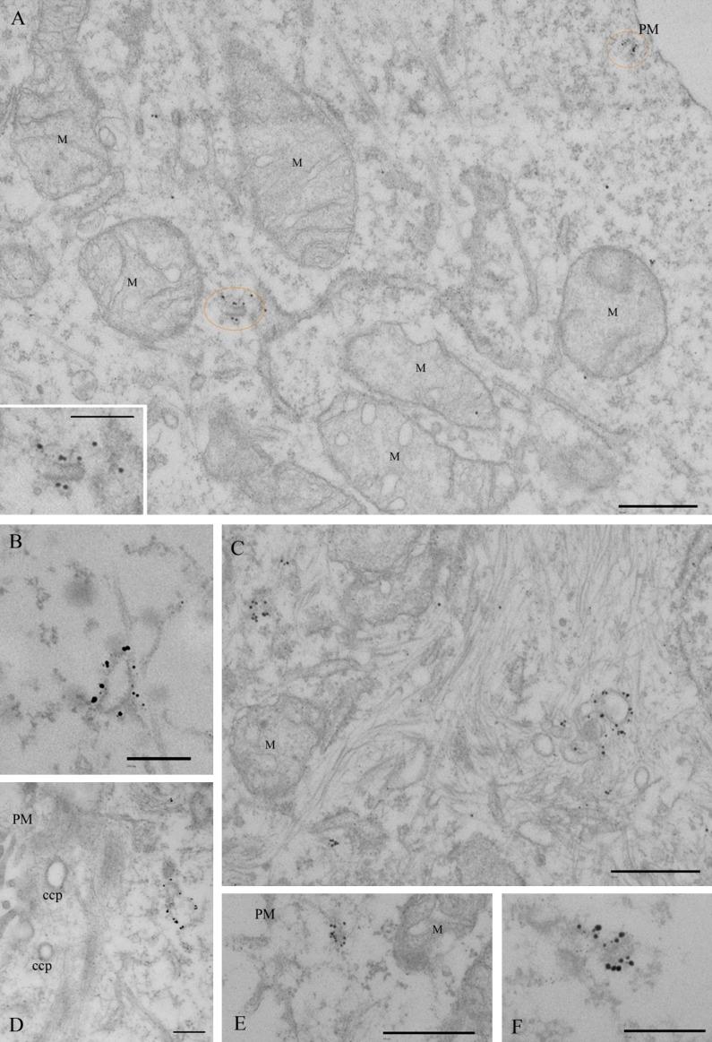 https://cdn.ncbi.nlm.nih.gov/pmc/blobs/c1e4/4602042/5cf5c27cf7dc/JCB_201311117_Fig2.jpg