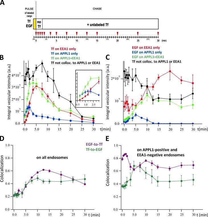 https://cdn.ncbi.nlm.nih.gov/pmc/blobs/c1e4/4602042/a592c2d67faf/JCB_201311117_Fig6.jpg