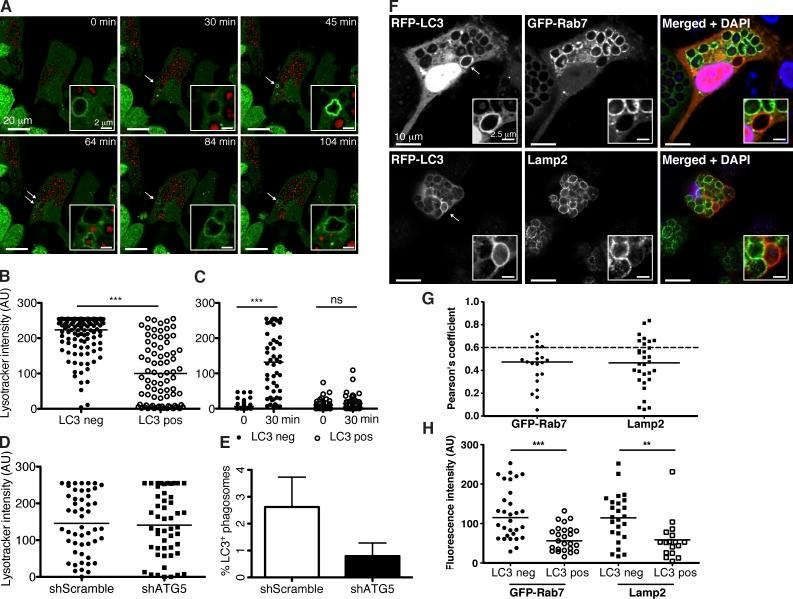 https://cdn.ncbi.nlm.nih.gov/pmc/blobs/c1e6/3857489/158cb516147a/JCB_201308173_Fig3.jpg