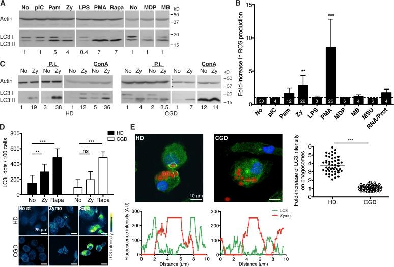 https://cdn.ncbi.nlm.nih.gov/pmc/blobs/c1e6/3857489/57f363a10d81/JCB_201308173_Fig1.jpg