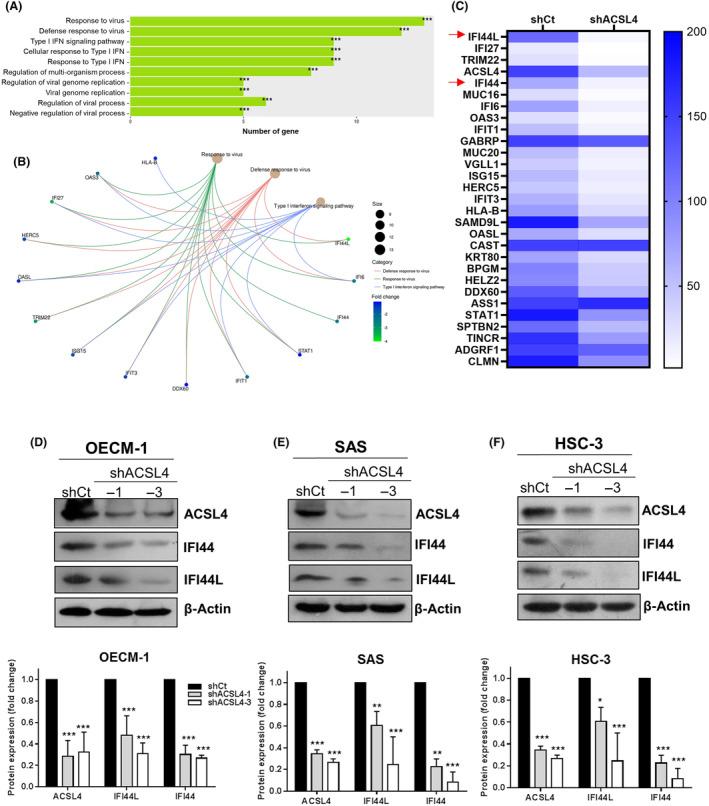 https://cdn.ncbi.nlm.nih.gov/pmc/blobs/c1e7/11462949/273fbd8cfb54/CAS-115-3026-g005.jpg