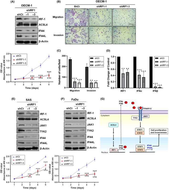 https://cdn.ncbi.nlm.nih.gov/pmc/blobs/c1e7/11462949/fb534542b5a7/CAS-115-3026-g006.jpg