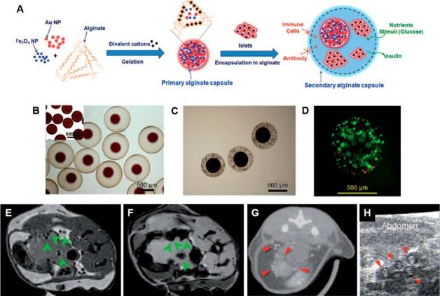 https://cdn.ncbi.nlm.nih.gov/pmc/blobs/c1ef/5481820/62b3b6395aed/bc-2017-00194c_0006.jpg