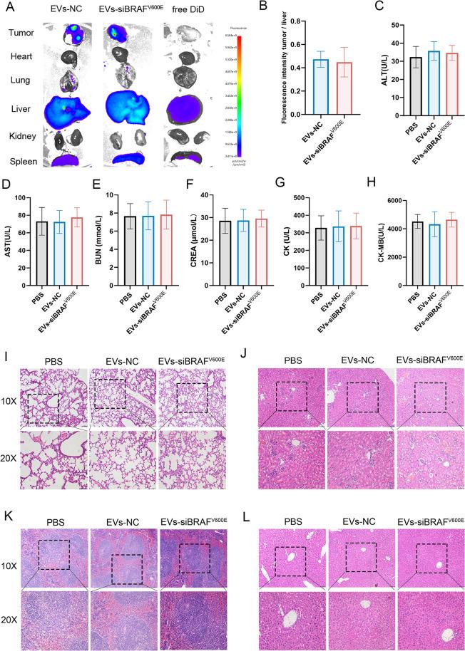 https://cdn.ncbi.nlm.nih.gov/pmc/blobs/c1f1/11843959/8b7d314ecff4/12951_2025_3205_Fig9_HTML.jpg