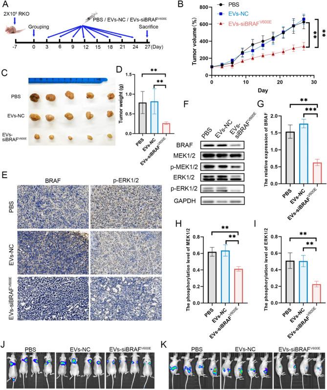 https://cdn.ncbi.nlm.nih.gov/pmc/blobs/c1f1/11843959/ba9950d84a4c/12951_2025_3205_Fig7_HTML.jpg
