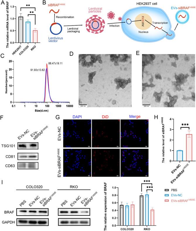 https://cdn.ncbi.nlm.nih.gov/pmc/blobs/c1f1/11843959/bc8f54bb5291/12951_2025_3205_Fig3_HTML.jpg