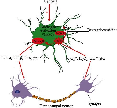 https://cdn.ncbi.nlm.nih.gov/pmc/blobs/c1f1/7895593/787d53d8bb53/OMCL2021-6643171.008.jpg