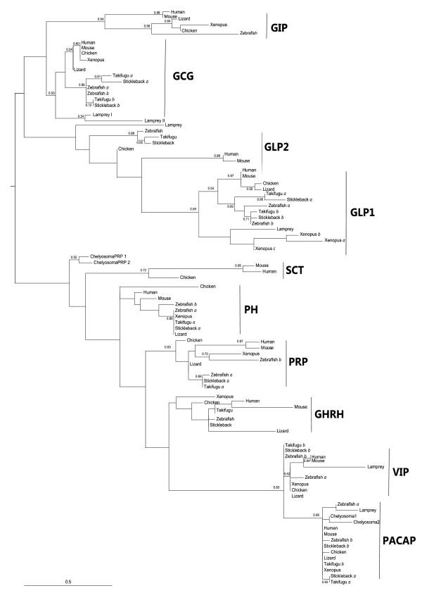 https://cdn.ncbi.nlm.nih.gov/pmc/blobs/c1f5/2880984/81e25b603b1f/1471-2148-10-135-4.jpg