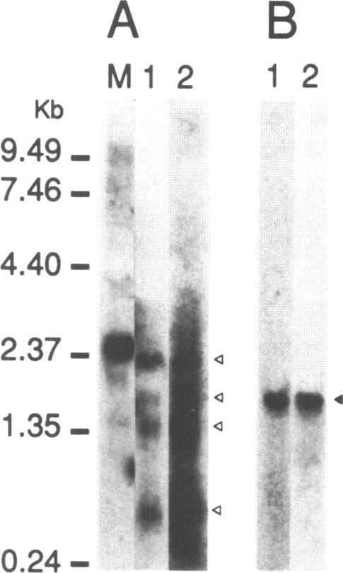 https://cdn.ncbi.nlm.nih.gov/pmc/blobs/c1fc/334079/65fc84298216/nar00226-0193-a.jpg