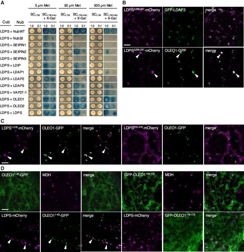 https://cdn.ncbi.nlm.nih.gov/pmc/blobs/c1ff/12123417/9f9cee51fcba/koaf121f7.jpg