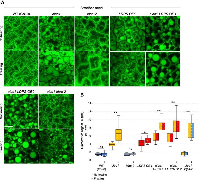 https://cdn.ncbi.nlm.nih.gov/pmc/blobs/c1ff/12123417/cff41202418c/koaf121f11.jpg