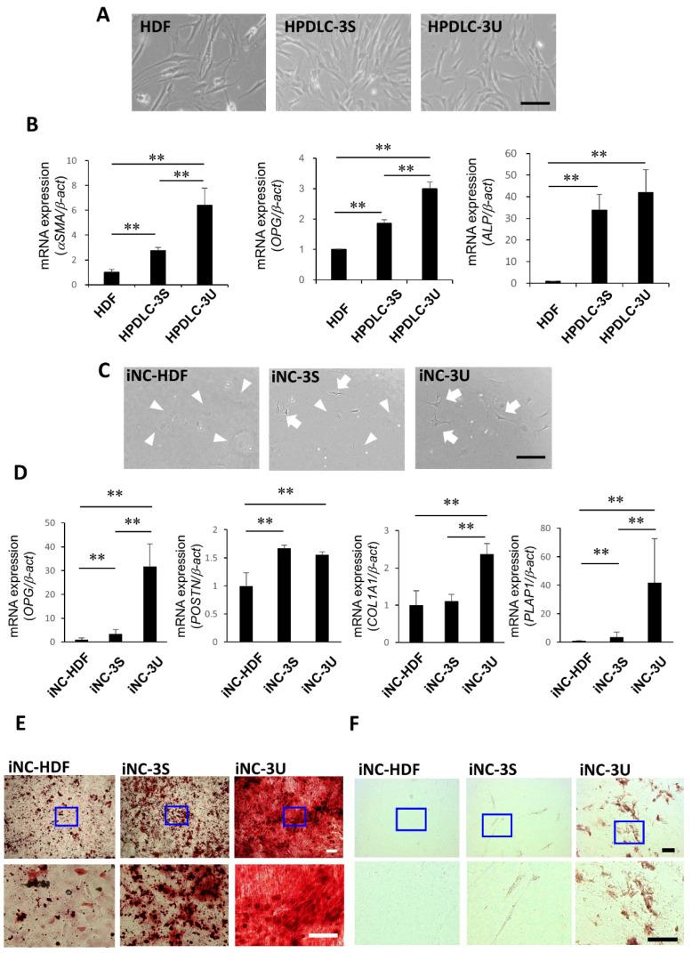 https://cdn.ncbi.nlm.nih.gov/pmc/blobs/c200/9598762/6f3157fb3201/biomedicines-10-02366-g001.jpg