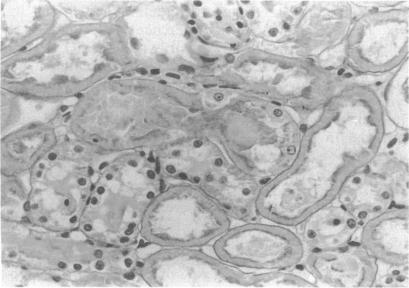 https://cdn.ncbi.nlm.nih.gov/pmc/blobs/c203/52815/cc4bf96b0262/pnas01071-0470-e.jpg