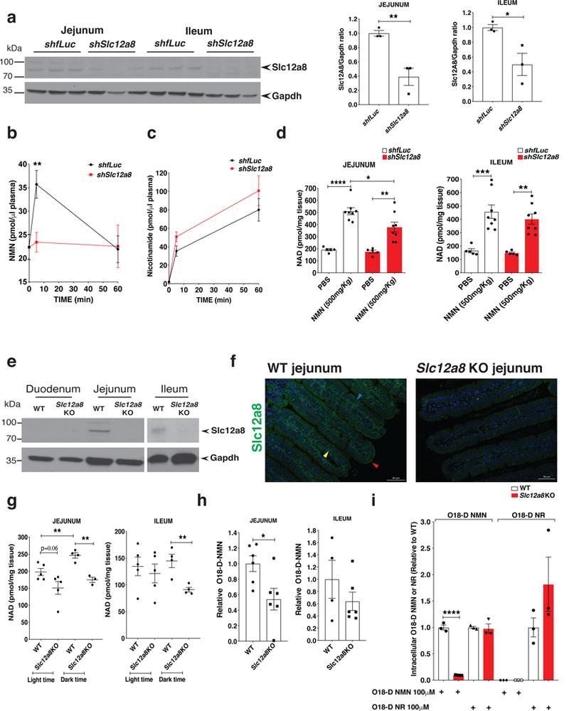 https://cdn.ncbi.nlm.nih.gov/pmc/blobs/c206/6530925/e4630b8bc08f/nihms-1511128-f0003.jpg