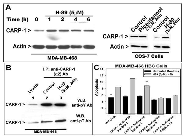 https://cdn.ncbi.nlm.nih.gov/pmc/blobs/c20b/2904743/032a0cbbe023/1750-2187-5-7-2.jpg