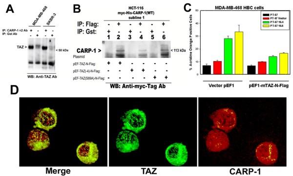 https://cdn.ncbi.nlm.nih.gov/pmc/blobs/c20b/2904743/baf5f6dd0fd5/1750-2187-5-7-3.jpg